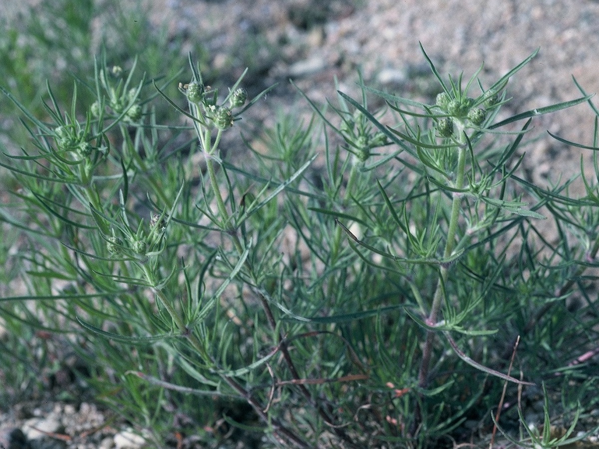 Plantago arenaria (Plantaginaceae)